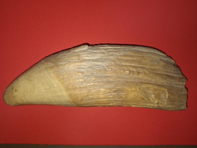 Large Raw Antique Sperm Whale's Tooth item as2402